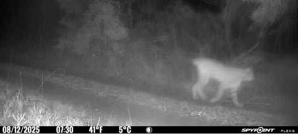 lodjur passerar Länsstyrelsens kamera