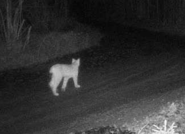 lodjur passerar kamera