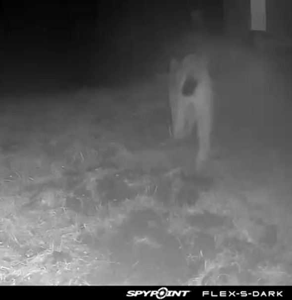 Lodjur passerar Länsstyrelsens kamera