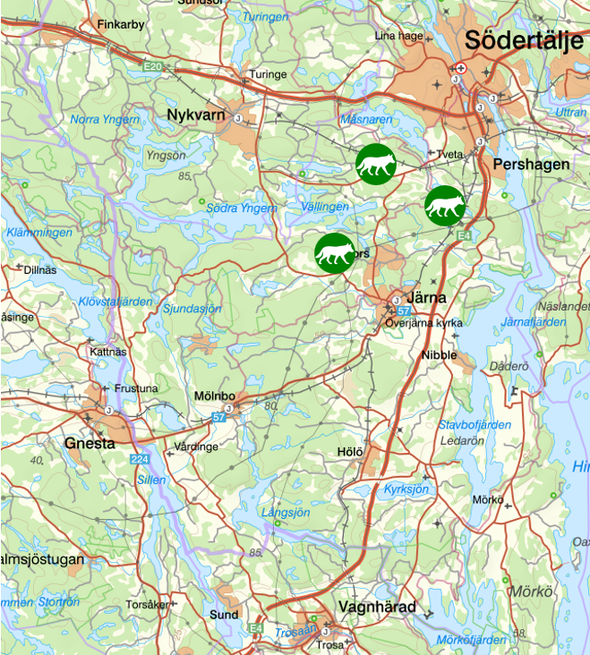 bilden visar veckans observationer av rovdjur söder om Stockholm