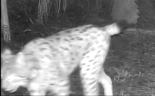 lodjur passerar kamera