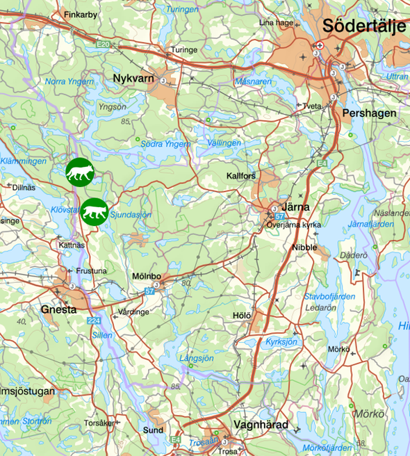 bilden visar veckans observationer av rovdjur söder om Stockholm