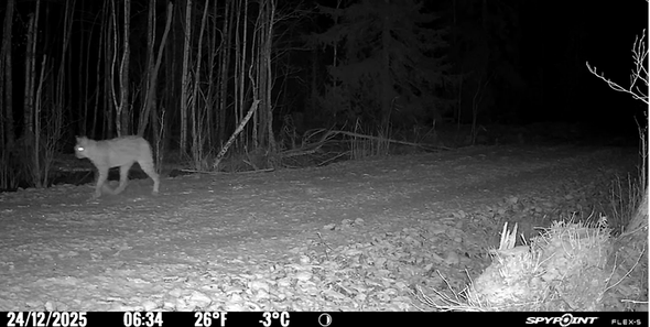 lodjur passerar kamera