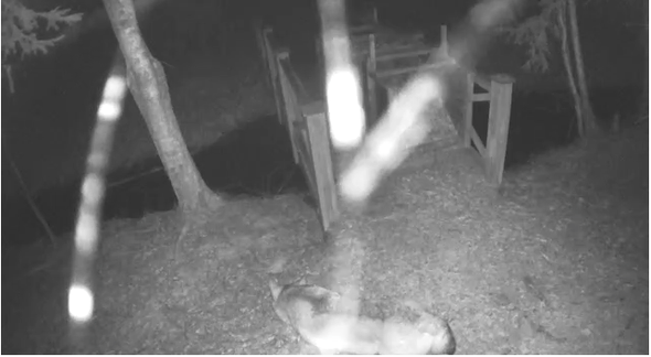 varg passerar Länsstyrelsens kamera