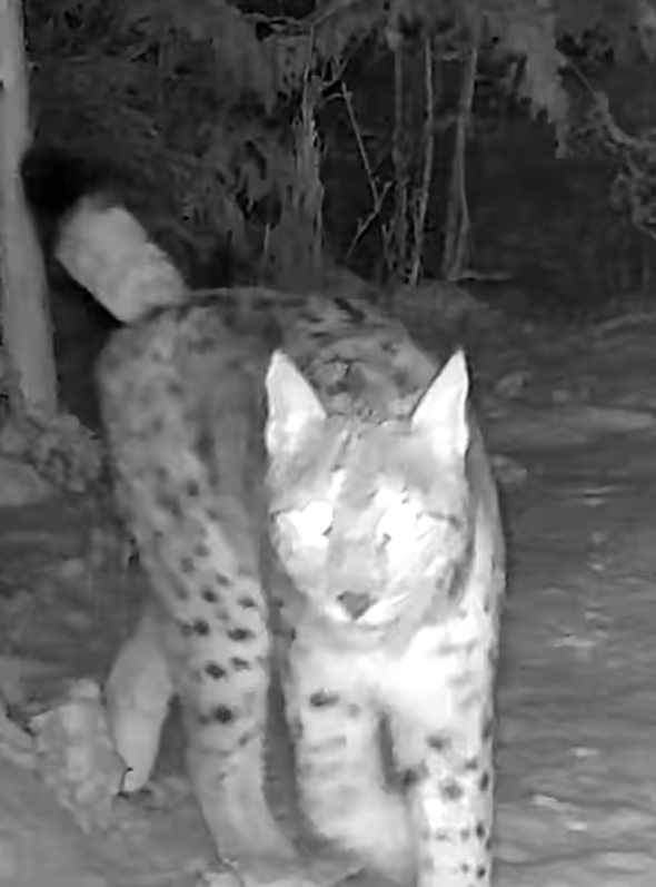 lodjur passerar kamera