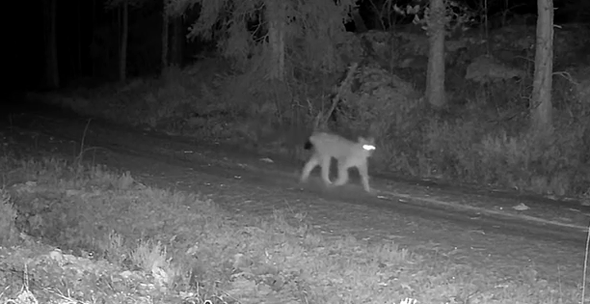 Lodjur passerar Länsstyrelsens kamera