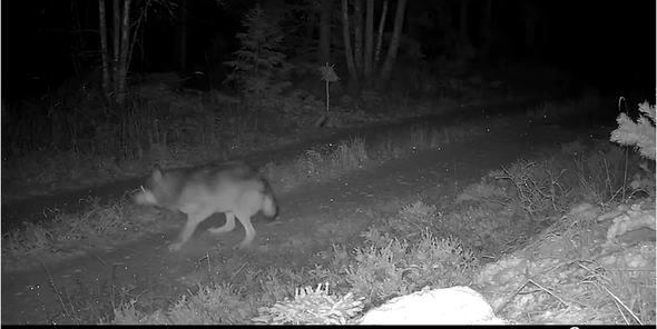 lodjur passerar Länsstyrelsens kamera