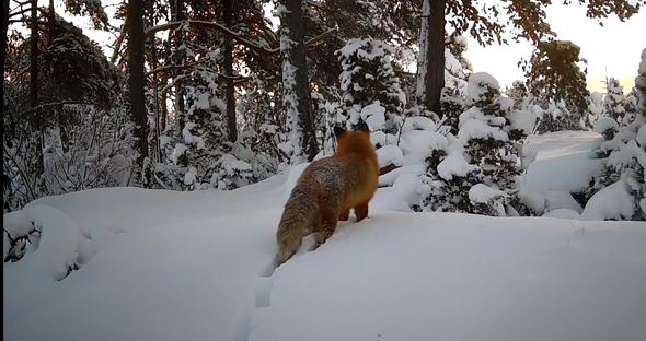 Räv i vinterlandskap norr om Arlanda