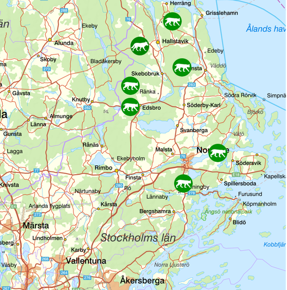 bilden visar veckans observationer av rovdjur norr om Stockholm