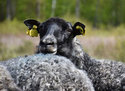 Bilden visar får på bete.
