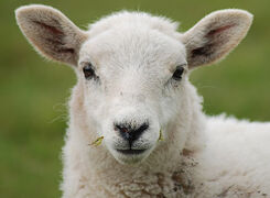 Bilden visar ett lamm.
