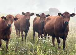 Bilden visar rödkullor på bete.