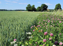Bilden visar en blommande kantzon på en åker.