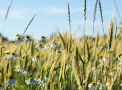 Bilden visar en ekologisk spannmålsodling med inslag av ogräs.