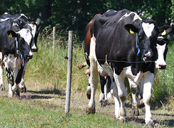 Bilden visar mjölkkor på.