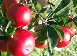 Bilden visar äpplen utan angrepp på kvist.