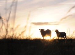 Bilden visar får på bete.