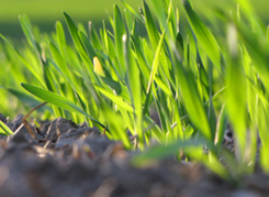 Bilden visar spannmålsskott.