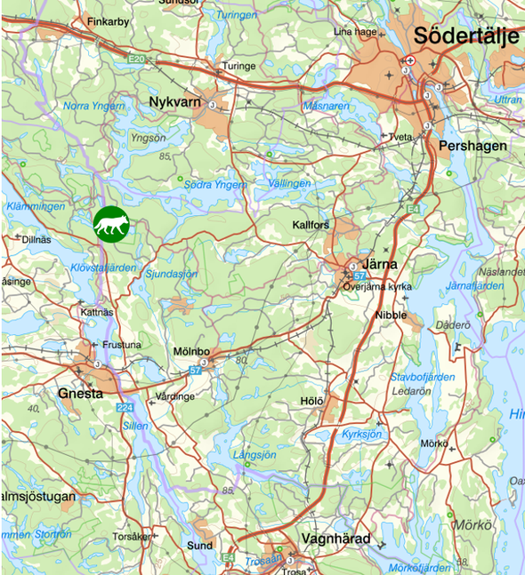 bilden visar veckans observationer av rovdjur söder om Stockholm
