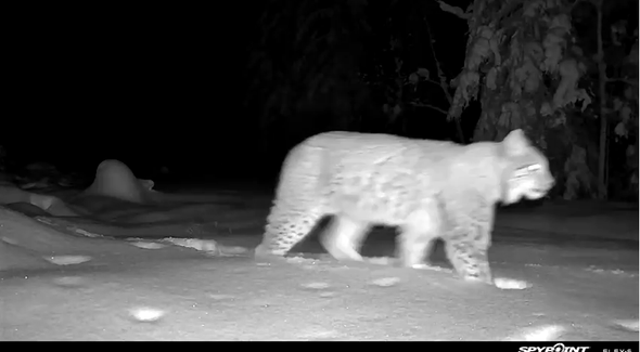 lo i vinterlandskap norr om Arlanda