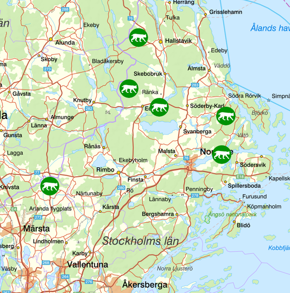 bilden visar veckans observationer av rovdjur norr om Stockholm