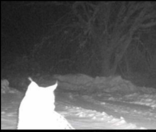 lodjur passerar  kamera