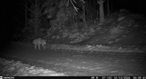 varg passerar Länsstyrelsens kamera