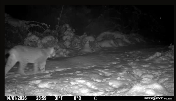 Lodjur passerar Länsstyrelsens kamera