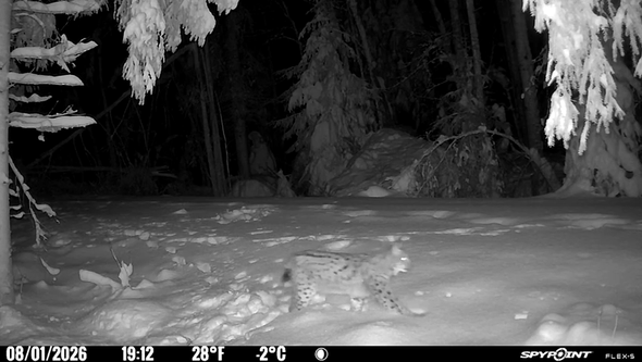 lodjur passerar kamera