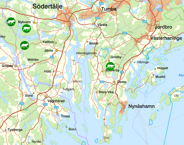 bilden visar veckans observationer av rovdjur söder om Stockholm
