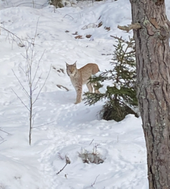lodjur fotograferat på Väddö