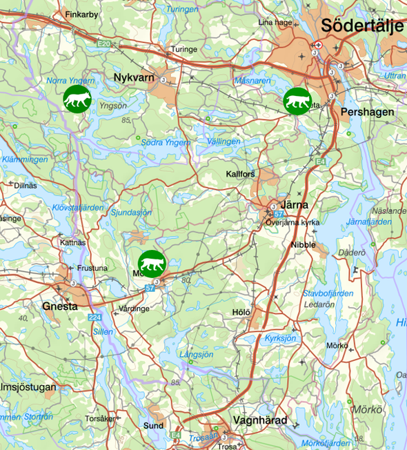 bilden visar veckans observationer av rovdjur söder om Stockholm