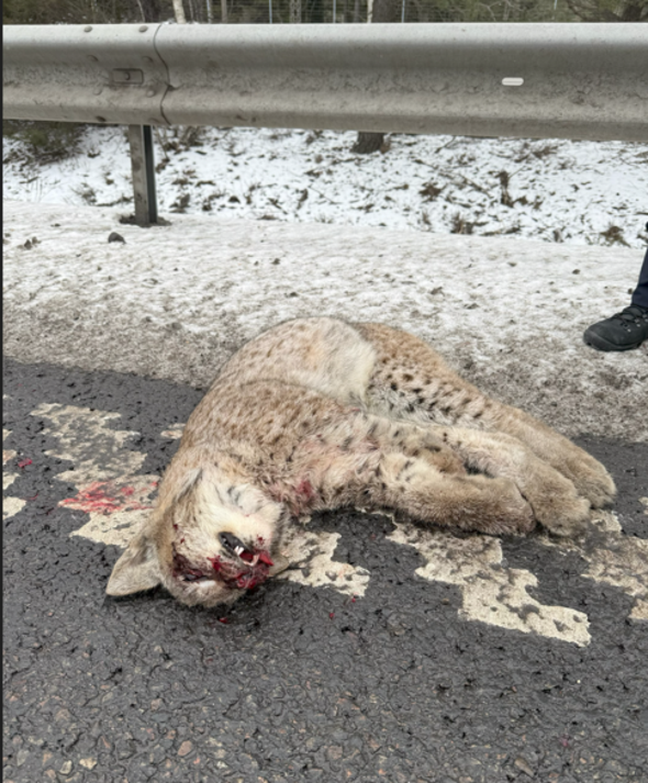 trafikdödat lodjur