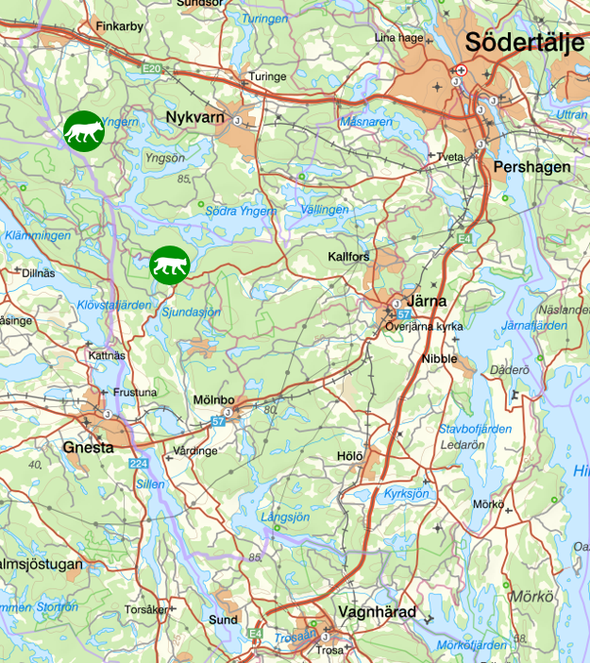 bilden visar veckans observationer av rovdjur söder om Stockholm