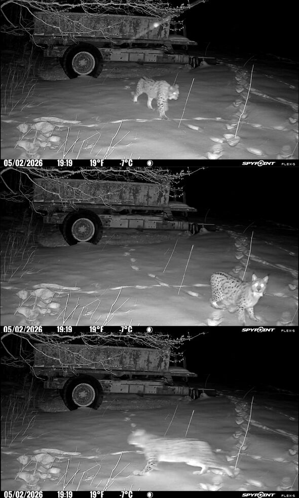 lodjur blir skrämd av ljud