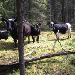 Kor som tittar mot kameran i en skogsglänta.