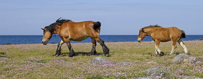 Foto: Mostphotos. Två hästar som går över en blommande strandäng med havet i bakgrunden