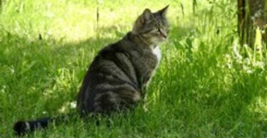 Randig katt som sitter i grön gräsmatta.