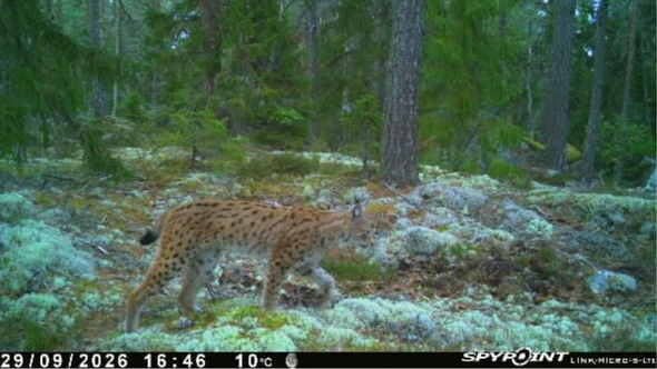 Lodjur som smyger genom skog täckt av mossa och lavar