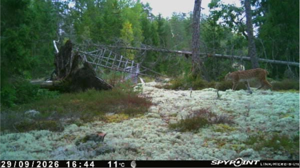 Lodjursom passerar en skogsglänta täckt av vitmossa