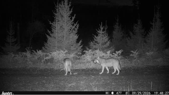 Två vargar vid skogsbryn på natten fångade av viltkamera