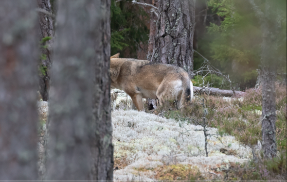 Varg som smyger genom barrskog bland lavar och trädstammar
