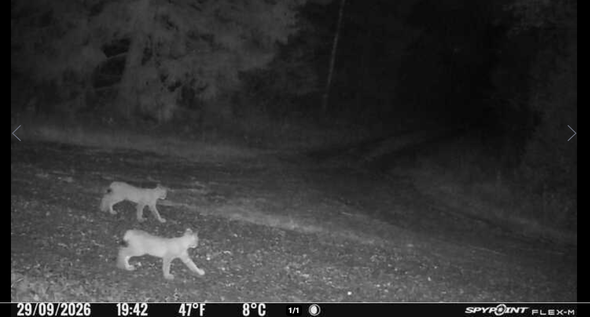 Två lodjursungar går över en skogsstig i nattmörker, svartvit bild från djurkamera