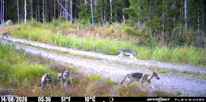 sex vargar som skyndar över en grusväg vid skogsbryn.