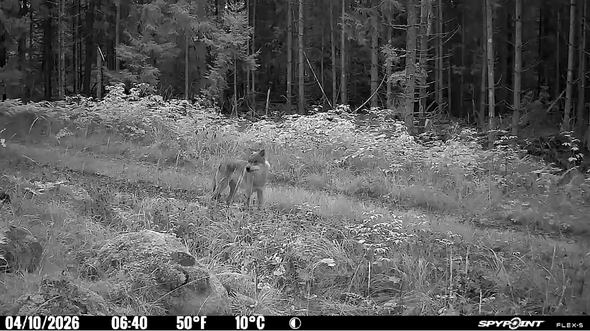 Varg på en skogsstig vid trädgränsen