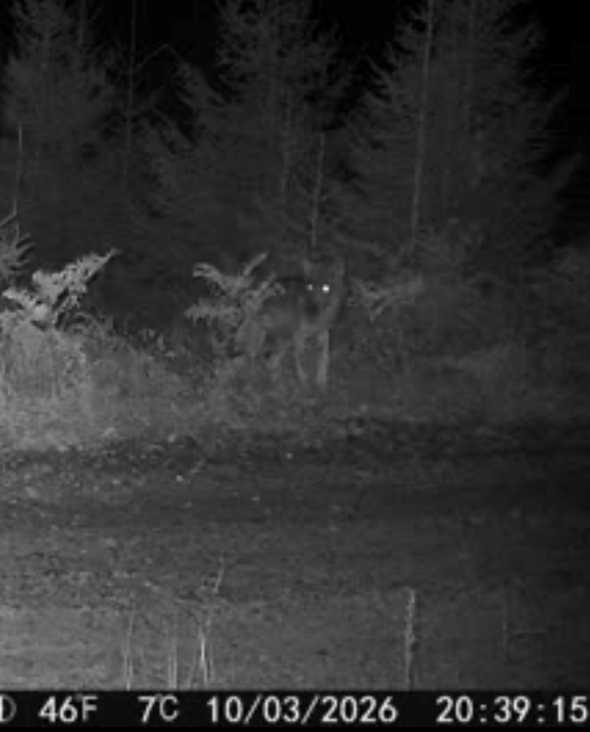 Varg som smyger genom barrskog bland lavar och trädstammar