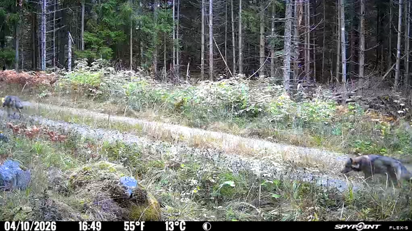 Två vargar på en skogsstig vid kanten av tät barrskog