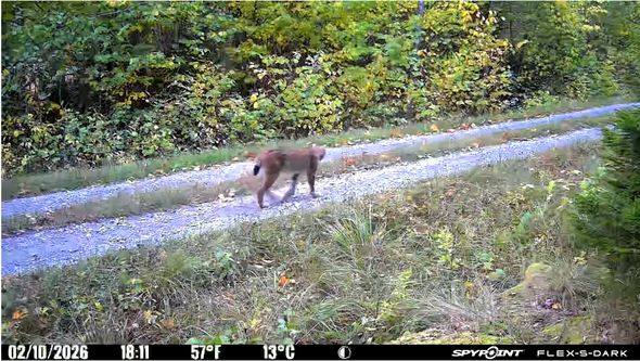 Lodjursom går längs en grusväg i skog med höstfärgade löv.