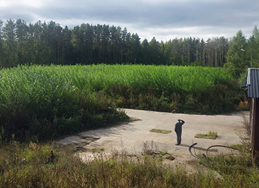 Person blickar ut över stort fält med videväxter. Foto: Bioremed.