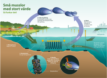 Illustration som beskriver tekniken med att använda musslor mot övergödning. Illustration: Tobias Flygar.